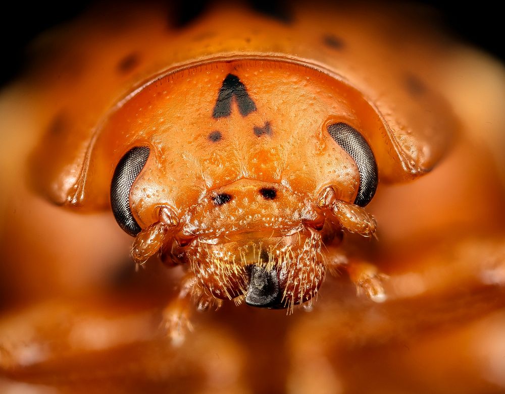 False potato beetle, Leptinotarsa juncta, face. Original public domain image from Flickr