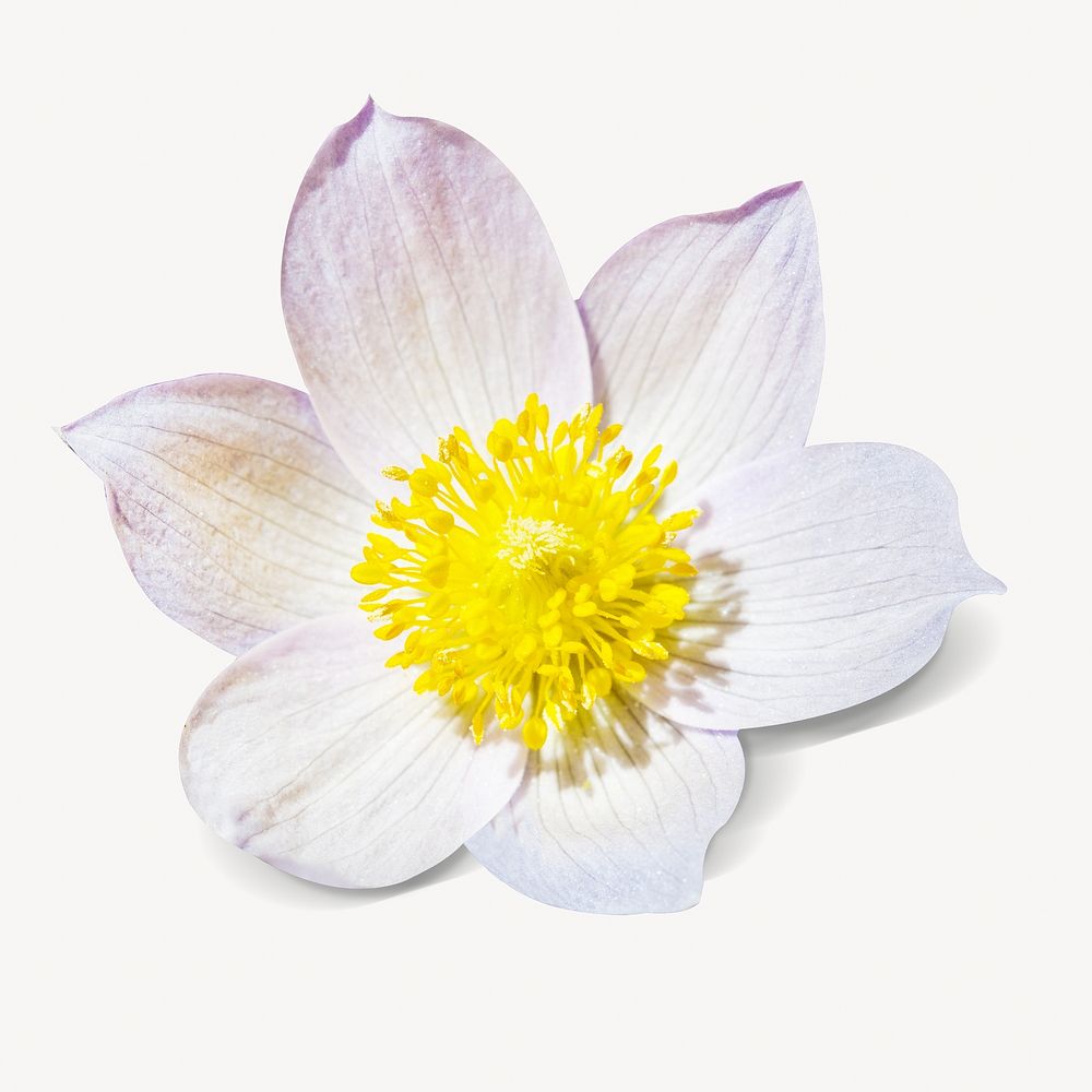 Pasqueflower flower isolated design