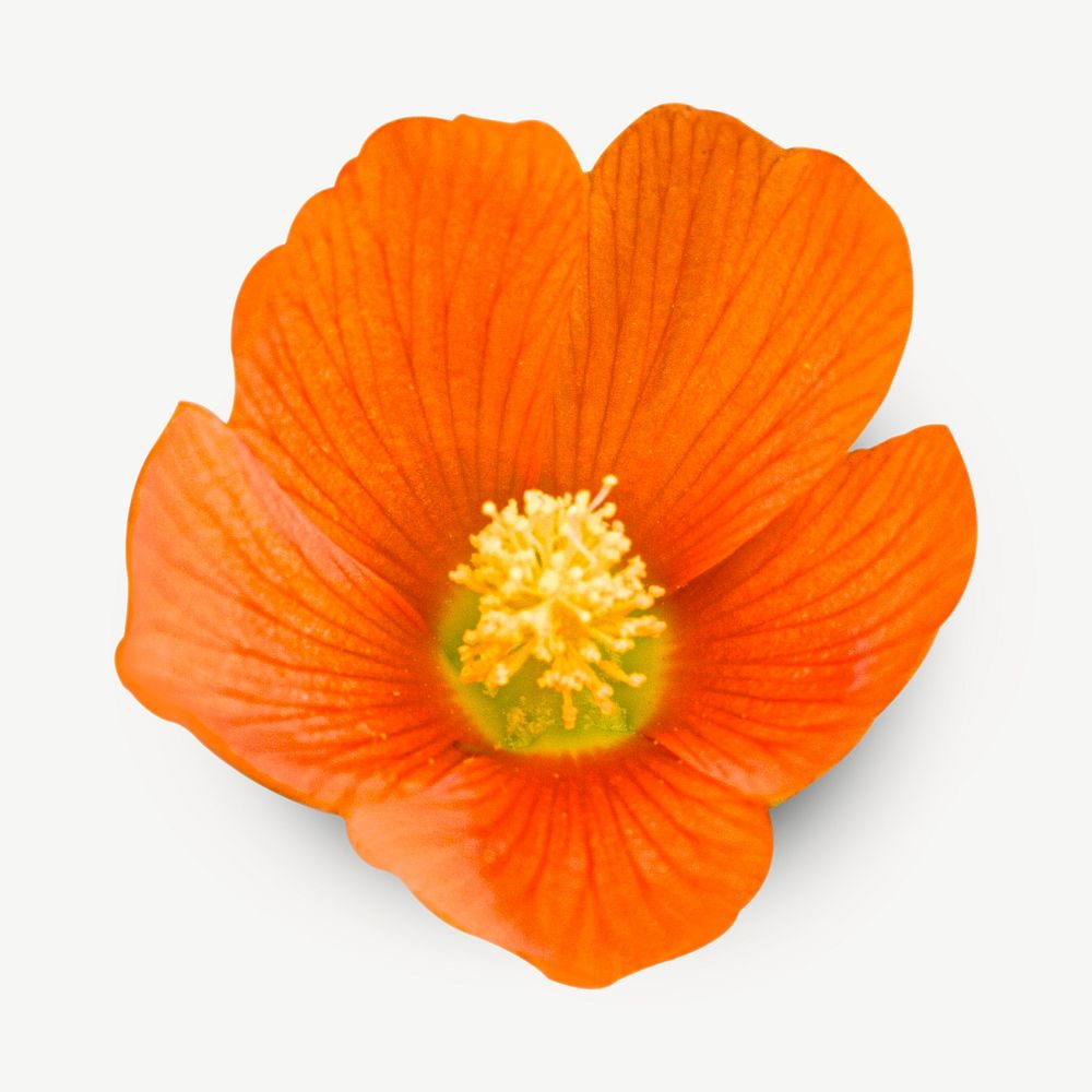 Orange poppy flower collage element psd