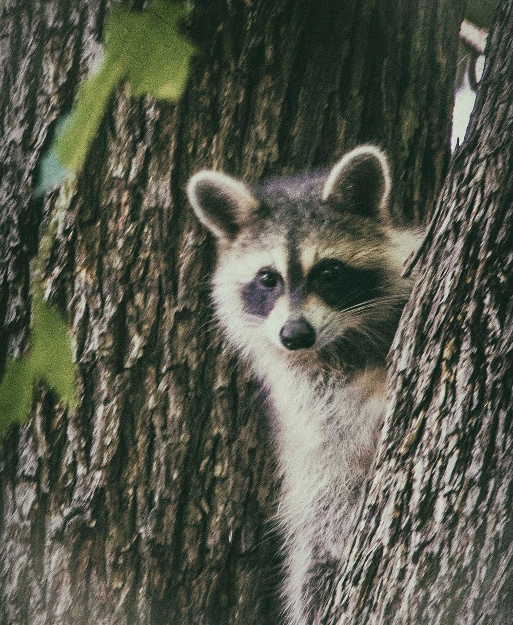 Raccoons on a tree, animal photo.