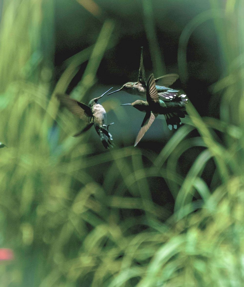 A flock of hummingbirds.