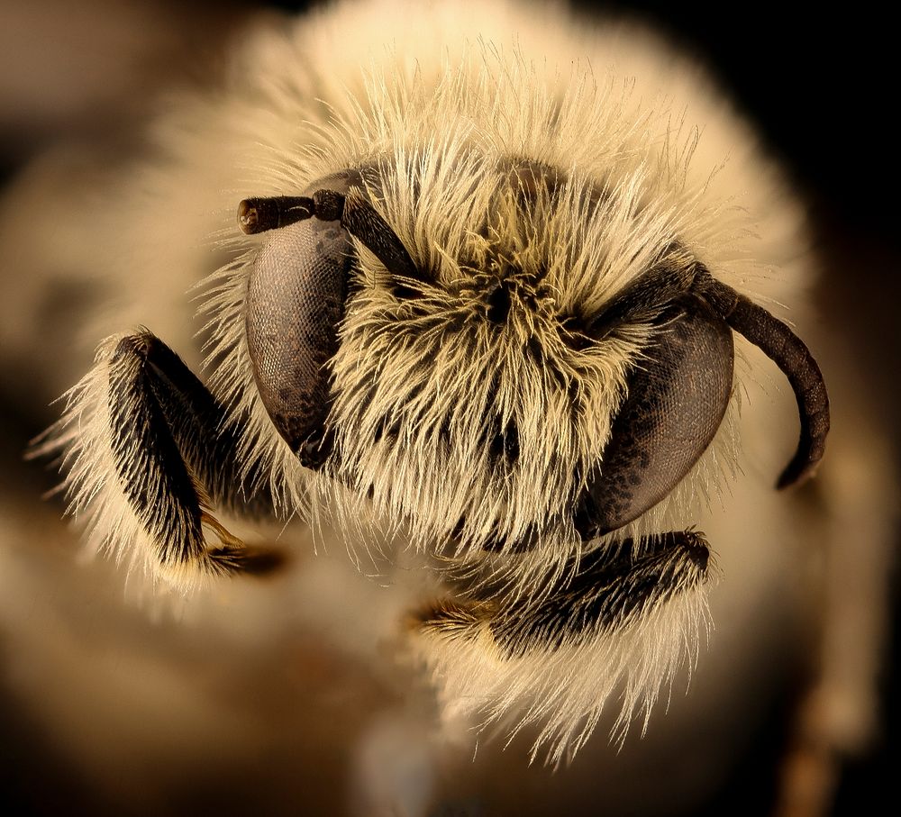 Diadasia diminuta bee, male, headshot. 