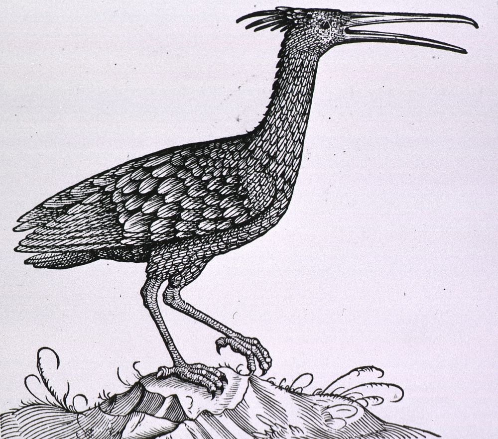Natural History: Birds. Original public domain image from Flickr