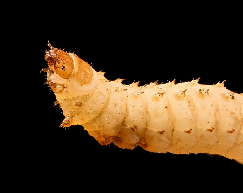 Small hive beetle larvae, insect macro photography.