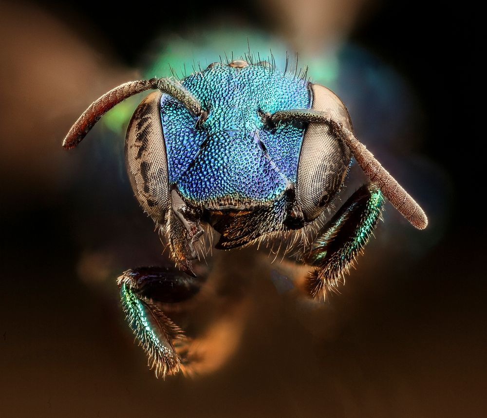 Osmia bee, metallic blue faceshot. 