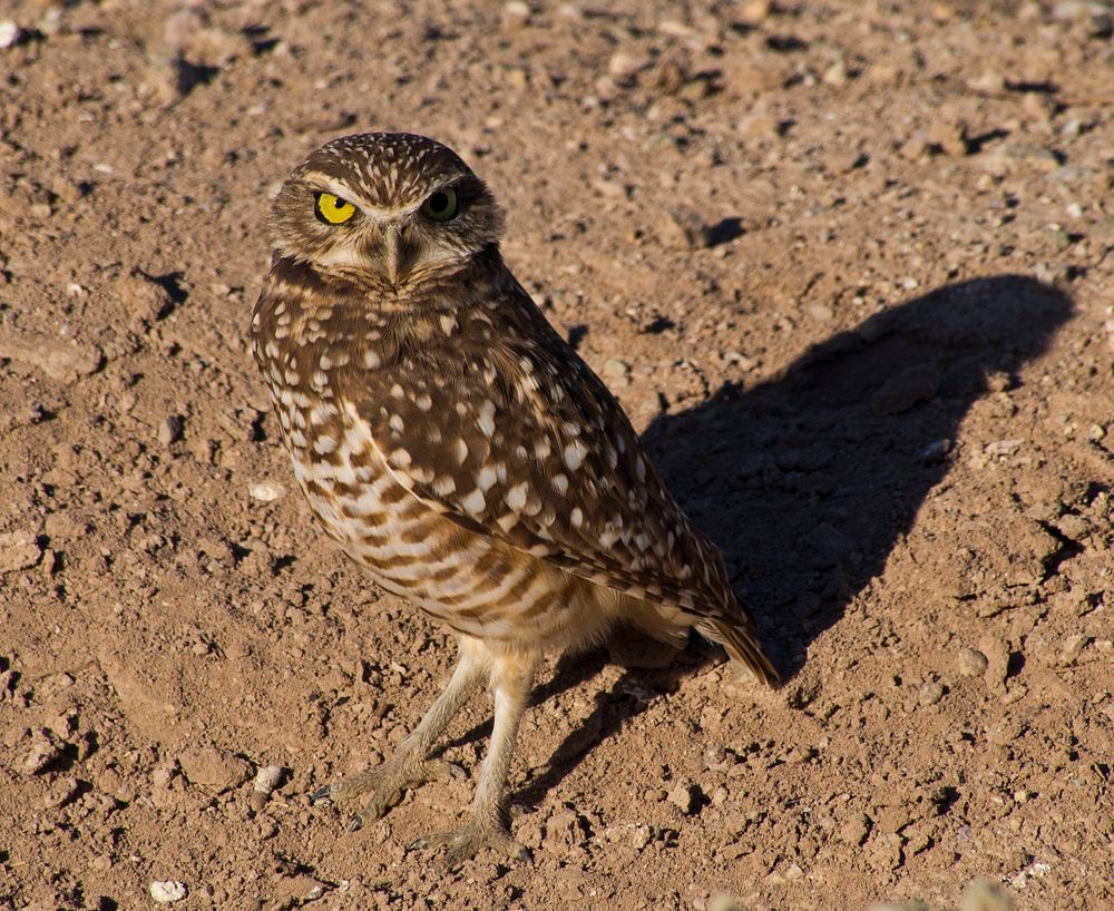 Burrowing Owl bird