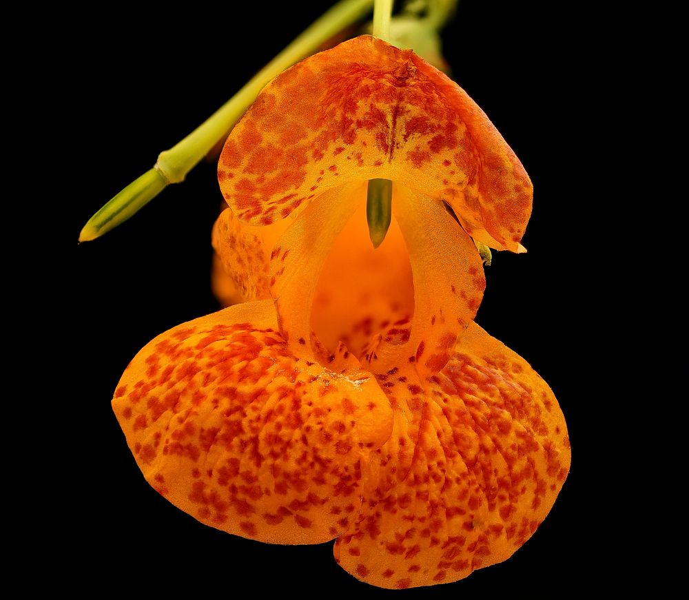 Impatiens capensis, orange jewelweed.