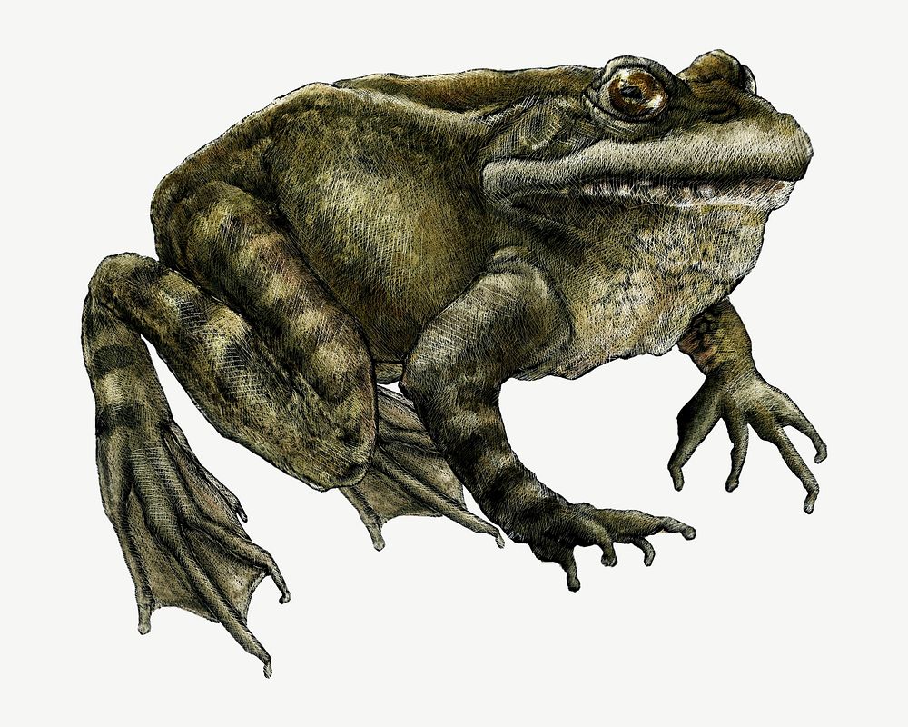 Red-Legged Frog isolated psd
