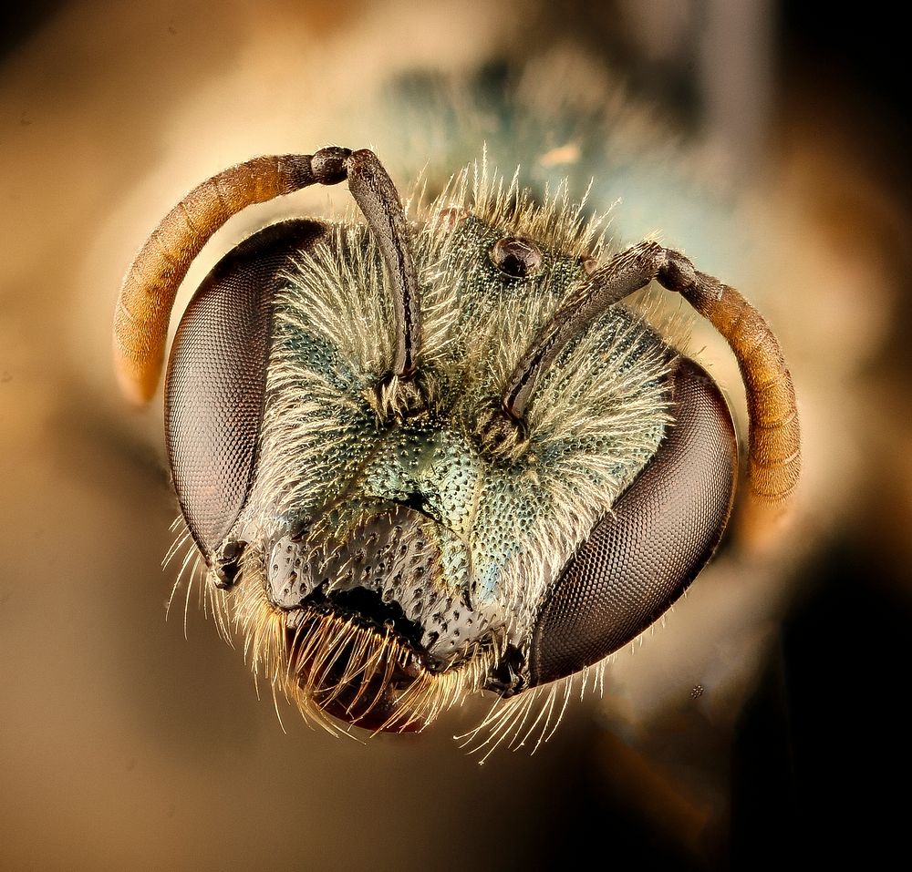 Pseudagapostemon citricornis, Chilean bee.