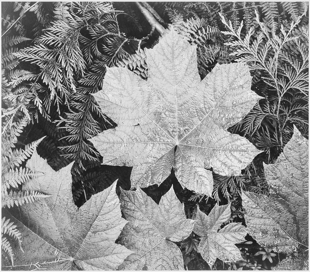 Close-up of leaves, from directly above, "In Glacier National Park," Montana. Photographer: Adams, Ansel, 1902-1984.…