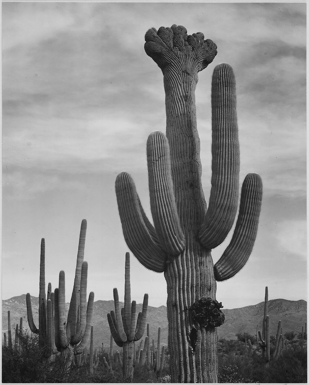 Full view of cactus with others surrounding, "Saguaros, Saguaro National Monument," Arizona. Photographer: Adams, Ansel…