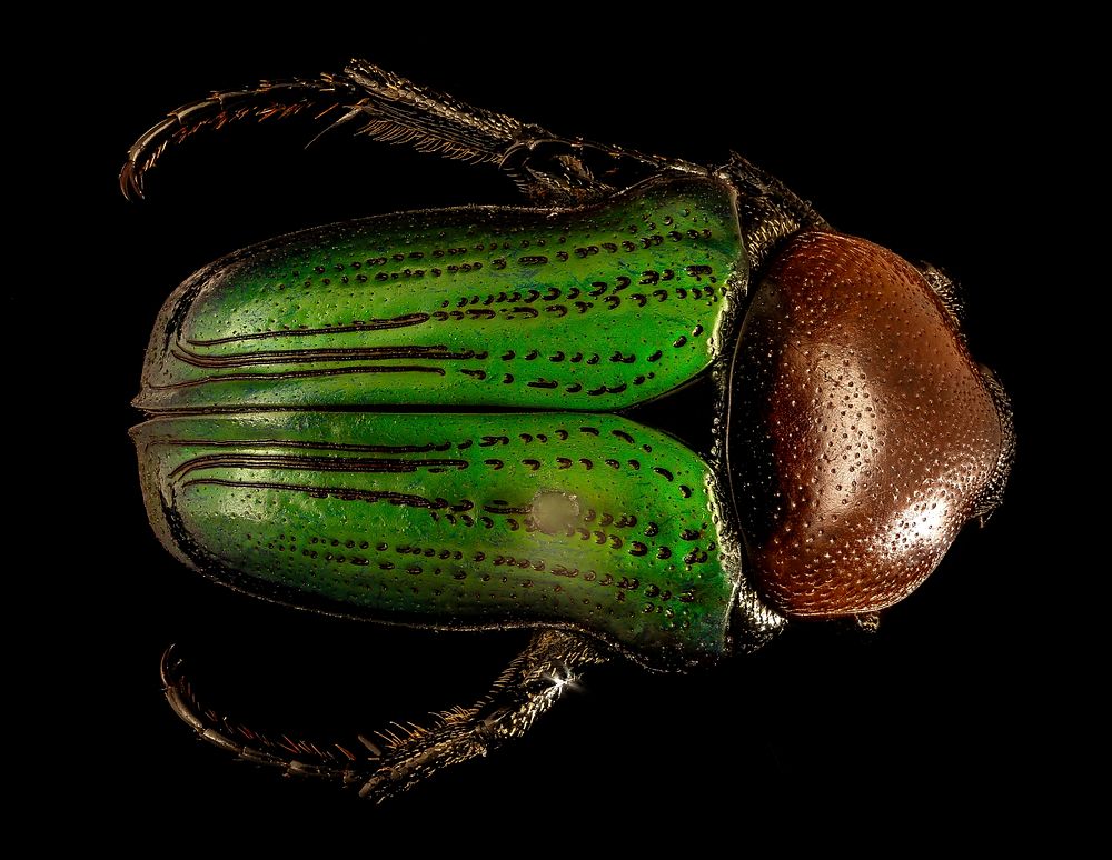 Leucocelis amythystina, green beetle.