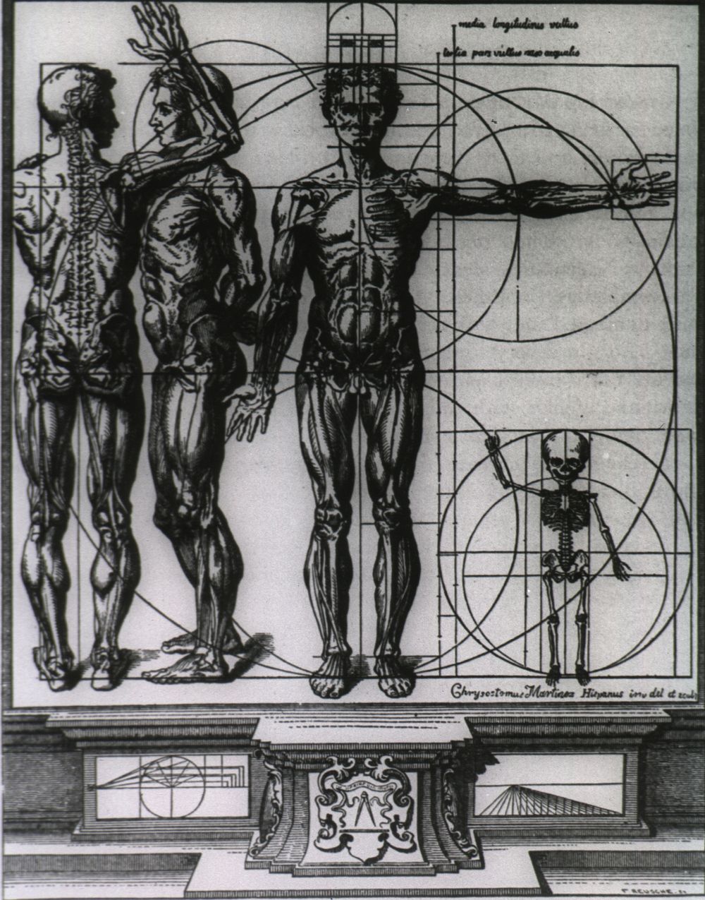 Myologic plate of Crisóstomo Martínez. Three upright muscle-manikins, representing views from different sides, with bones…