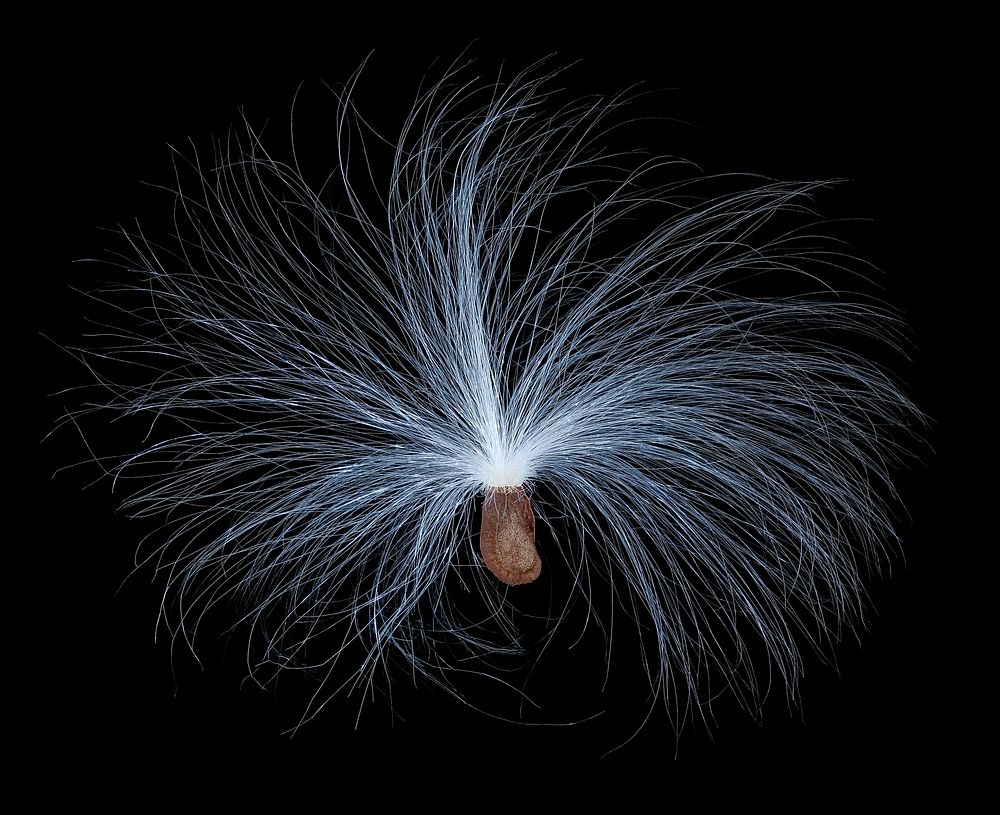 Milkweed seed, Asclepias syriaca. Original public domain image from Flickr