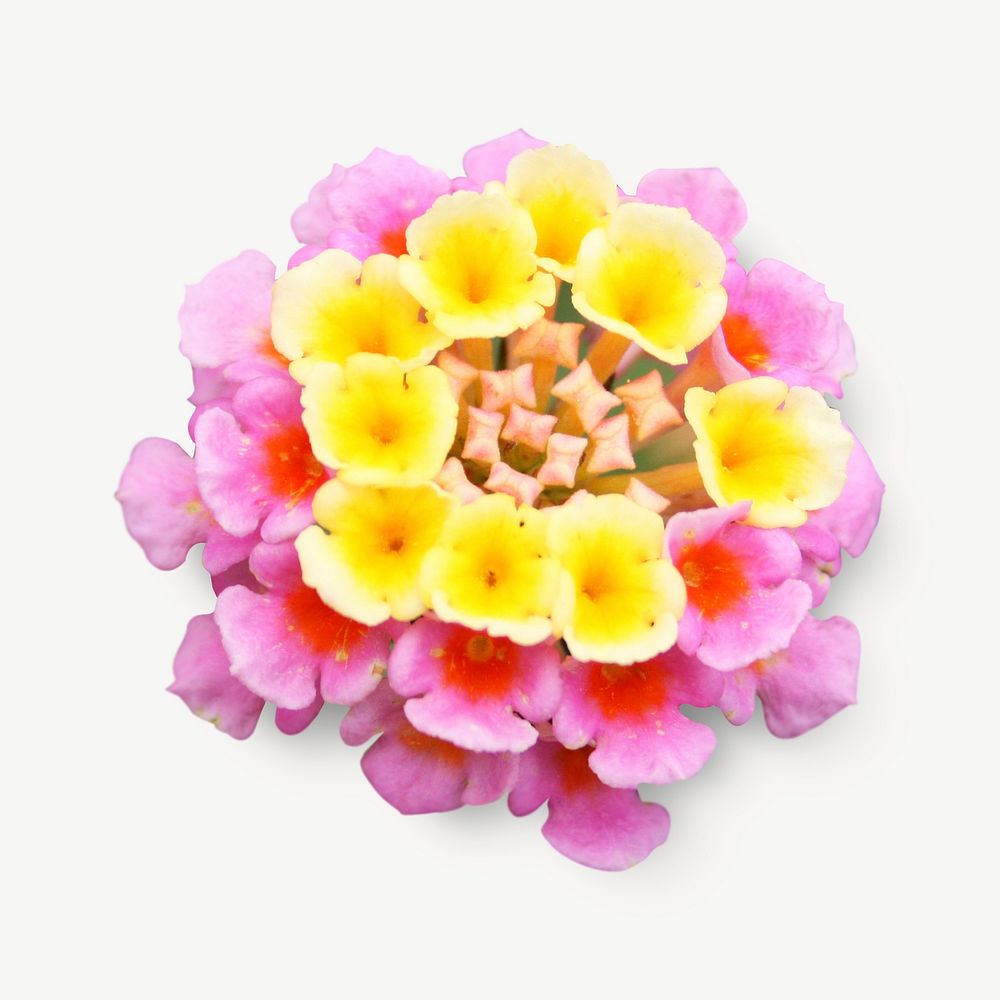 Colorful Verbena flowers collage element psd
