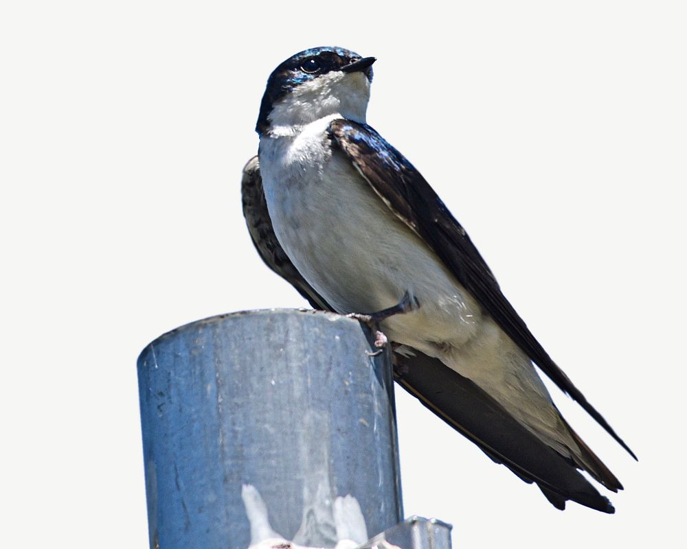 Tree swallow bird collage element psd