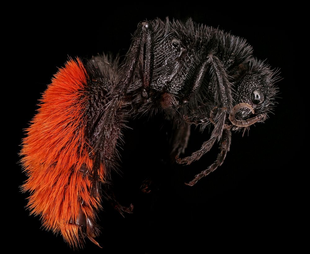 Velvet ant, Mutillid, female, side shot.