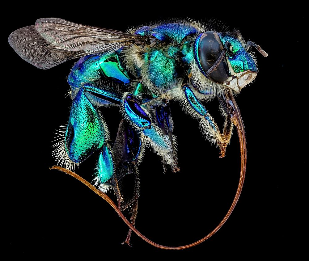 Orchid bee, Euglossa imperialis, side shot.