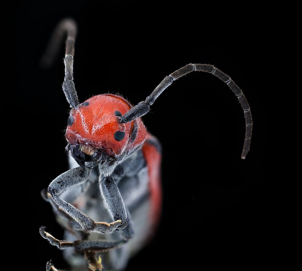 Tetraopes tetrophthalmus, red milkweed beetle, head shot.