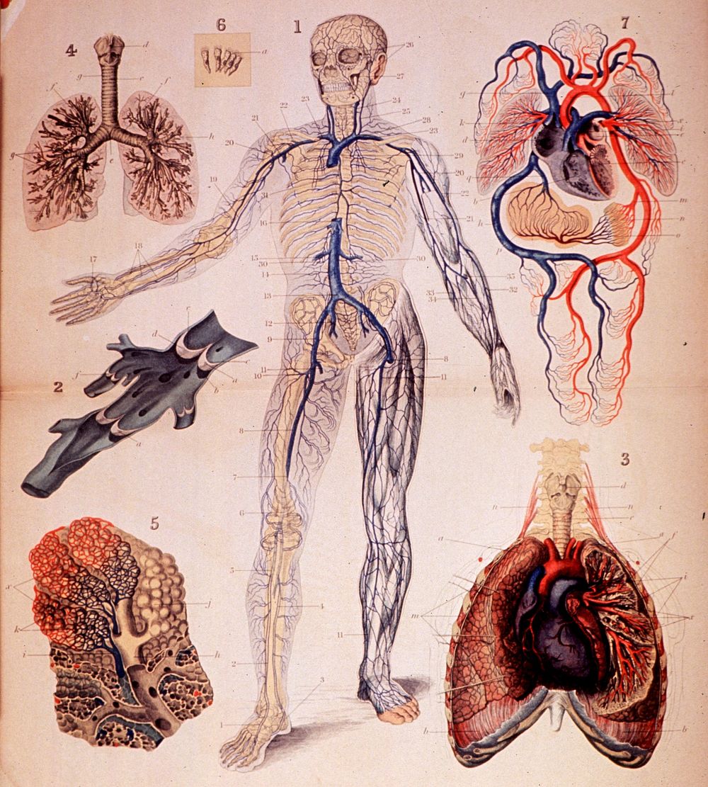 The Veins & Lungs. Original public domain image from Flickr