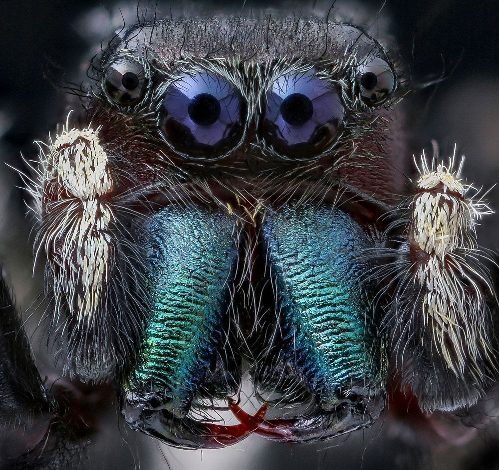 Jumping spider, closeup headshot.