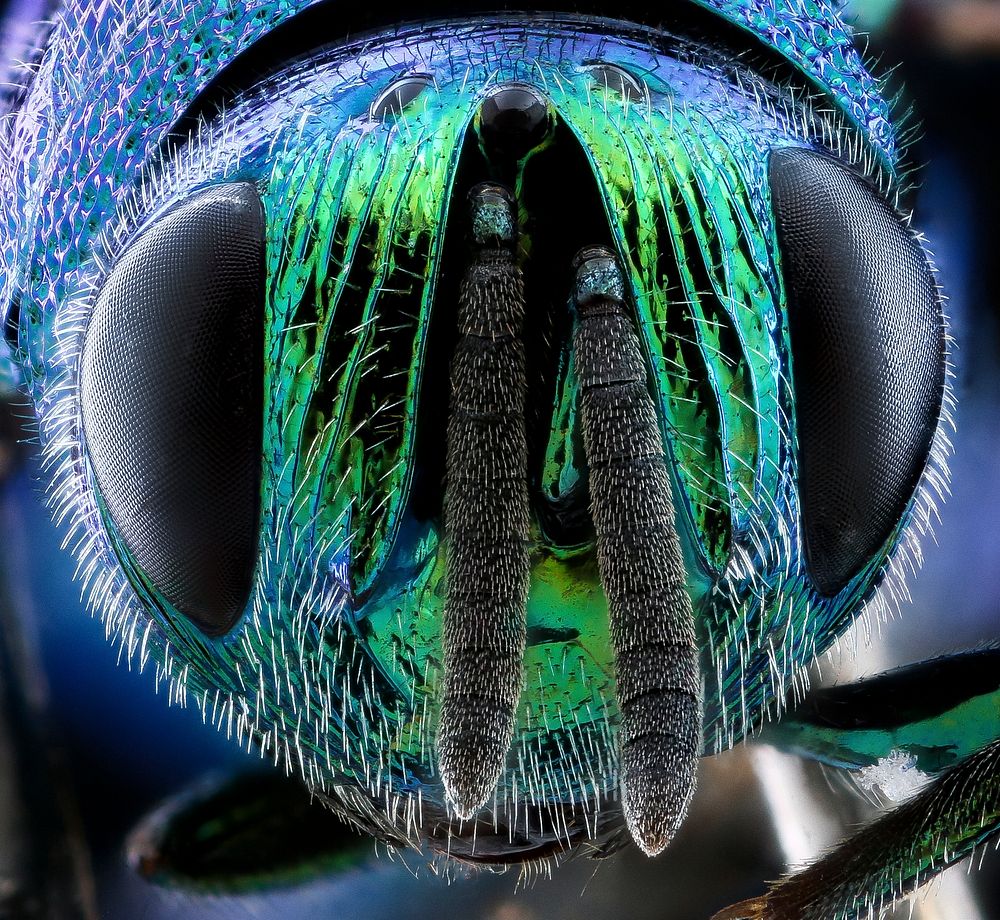 Perilampidae wasp face, metallic green.
