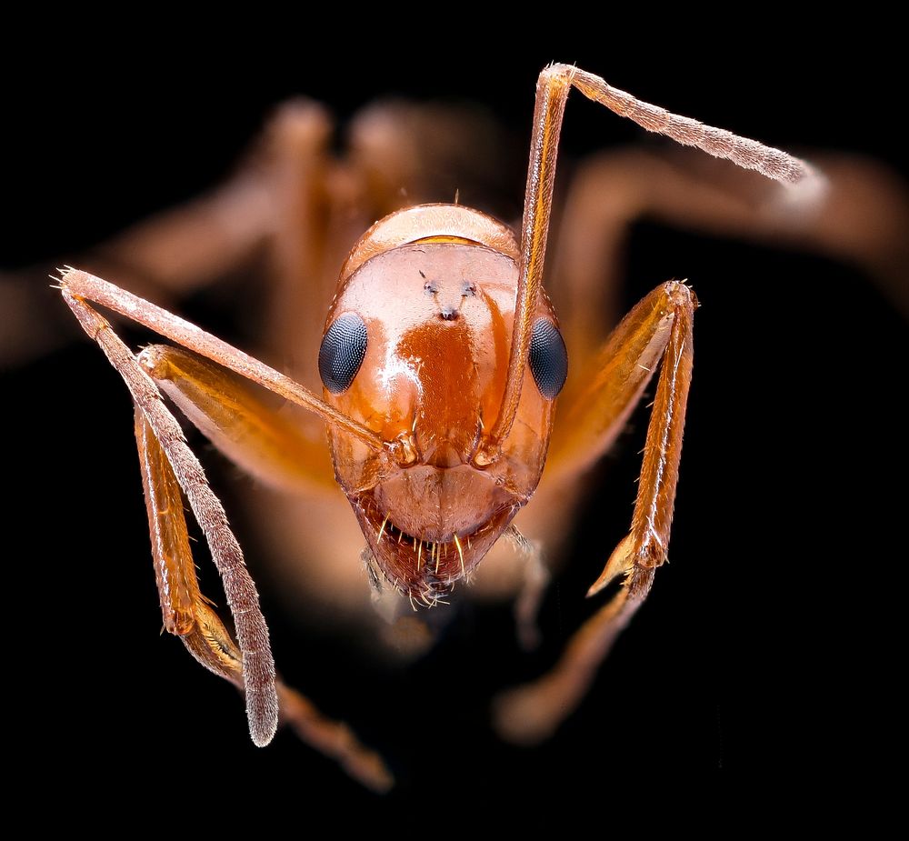 Red ant, face.