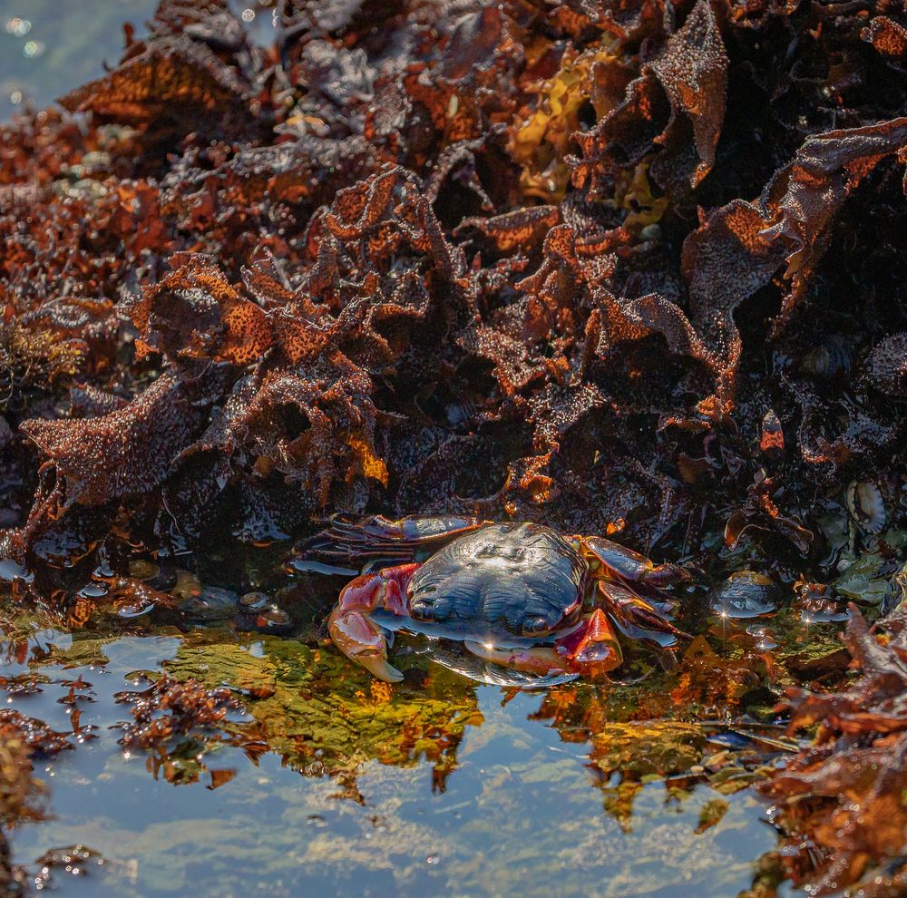 Crabs at Piedras BlancasThe Light Station is named for the distinctive white rocks that loom just offshore. These rocks, and…