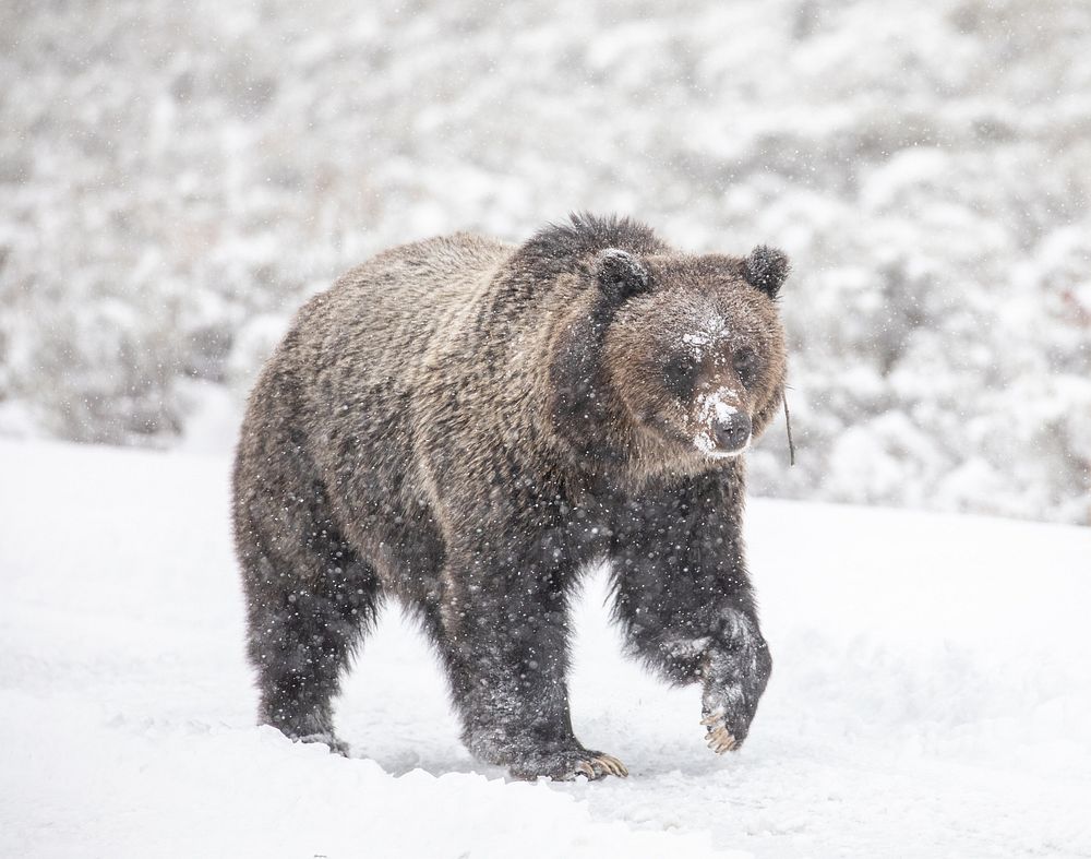 Grizzly Bear in snow. Original public domain image from Flickr