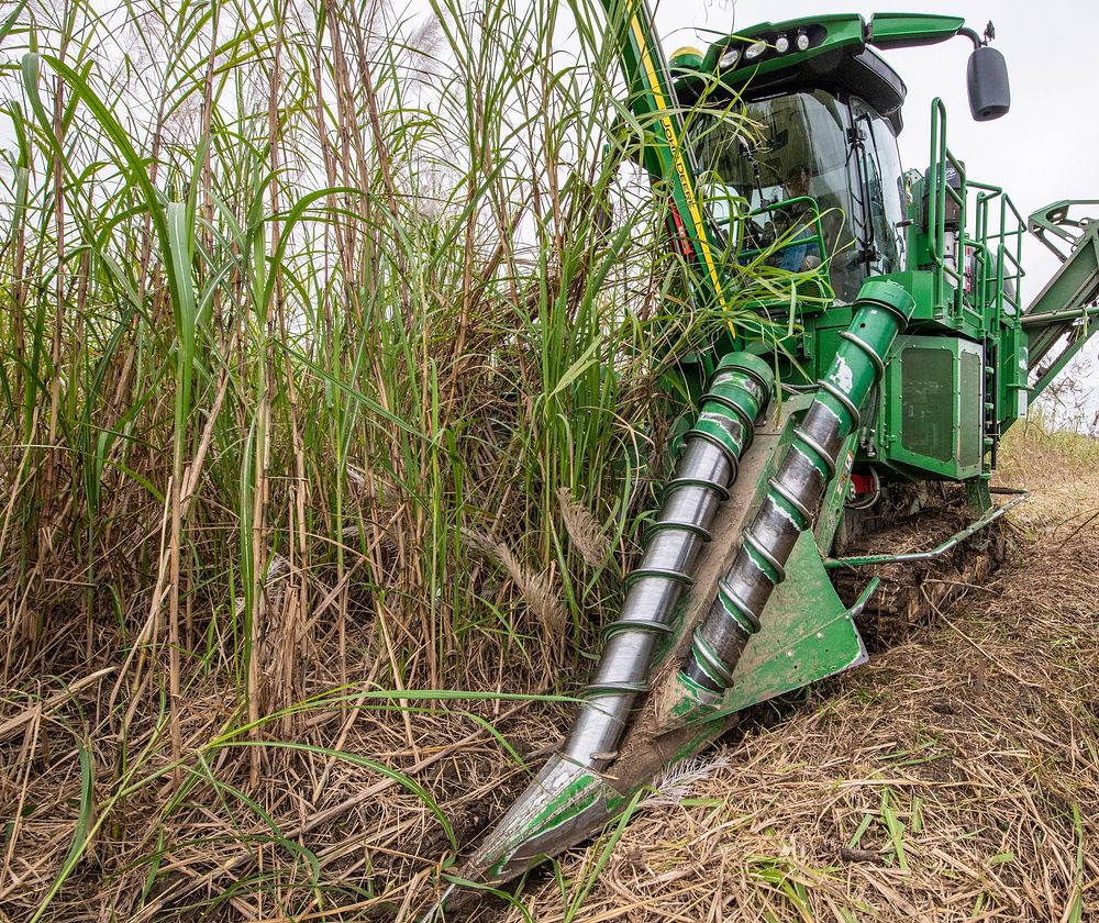 U.S. Department of Agriculture USDA Agricultural Research Service ARS Sugarcane Research Unit scientists developed and…