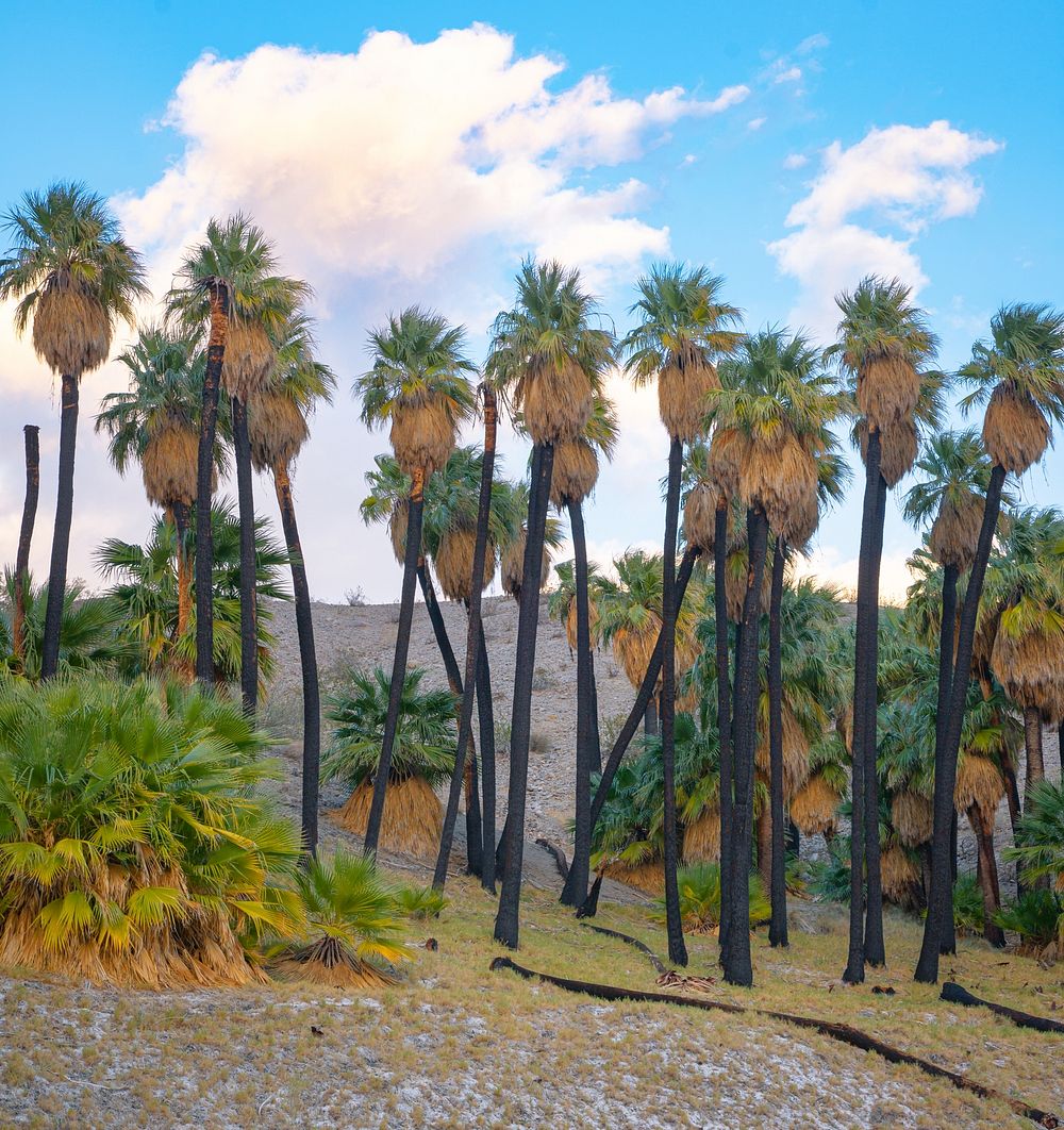 Coachella Valley PreserveFor thousands years, Free Photo rawpixel