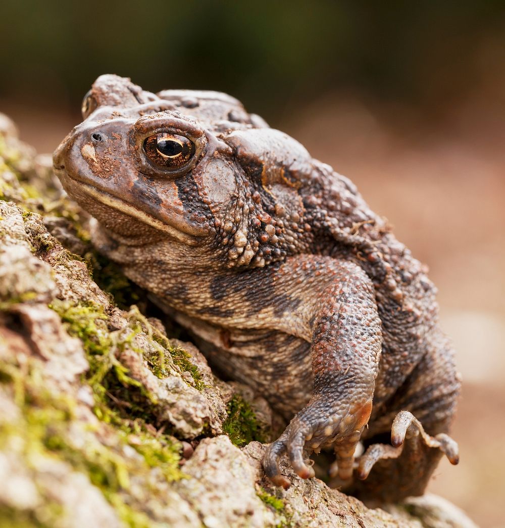 Brown American toad, reptiles. 