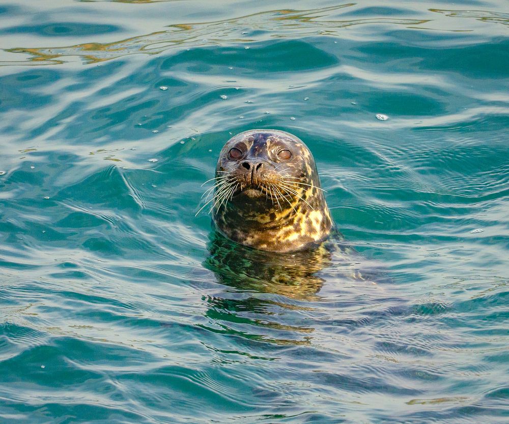 Harbor Seal in water.