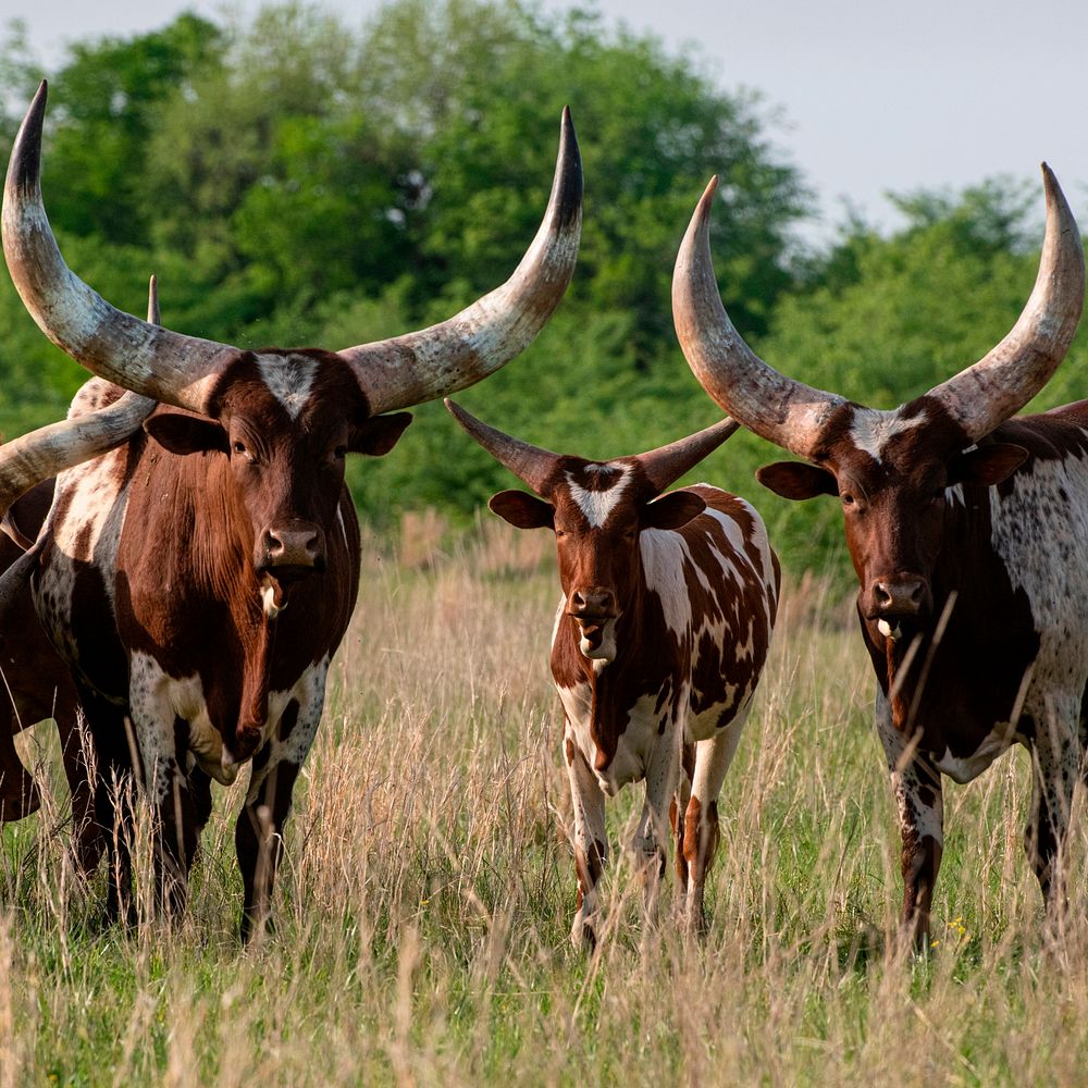 Watusi cattle in a pasture.