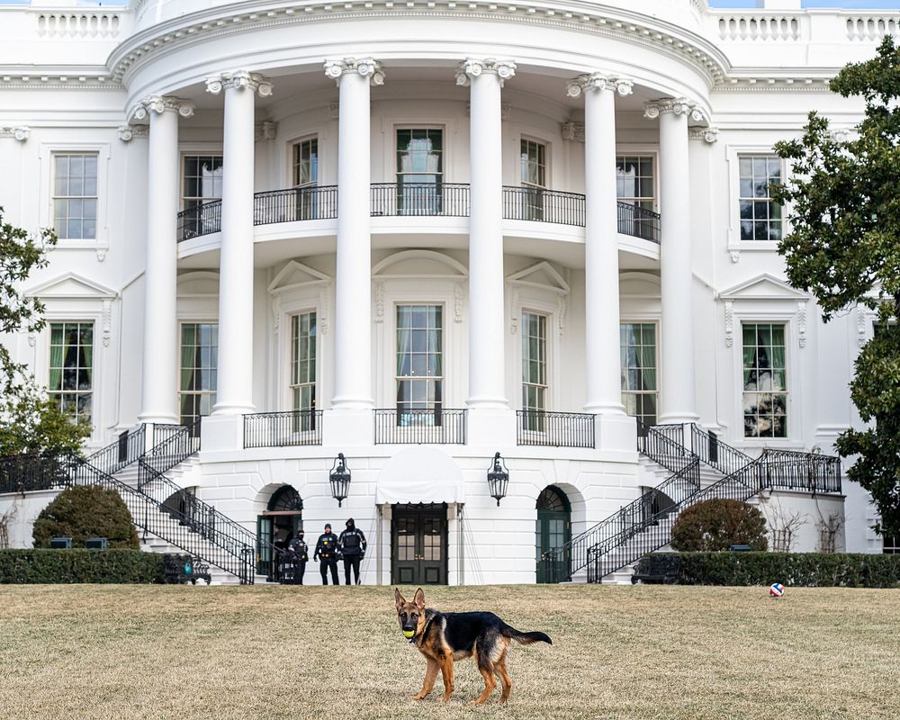 Biden family dog Commander plays with a tennis ball on the South Lawn of the White House, Friday, January 21, 2022.…