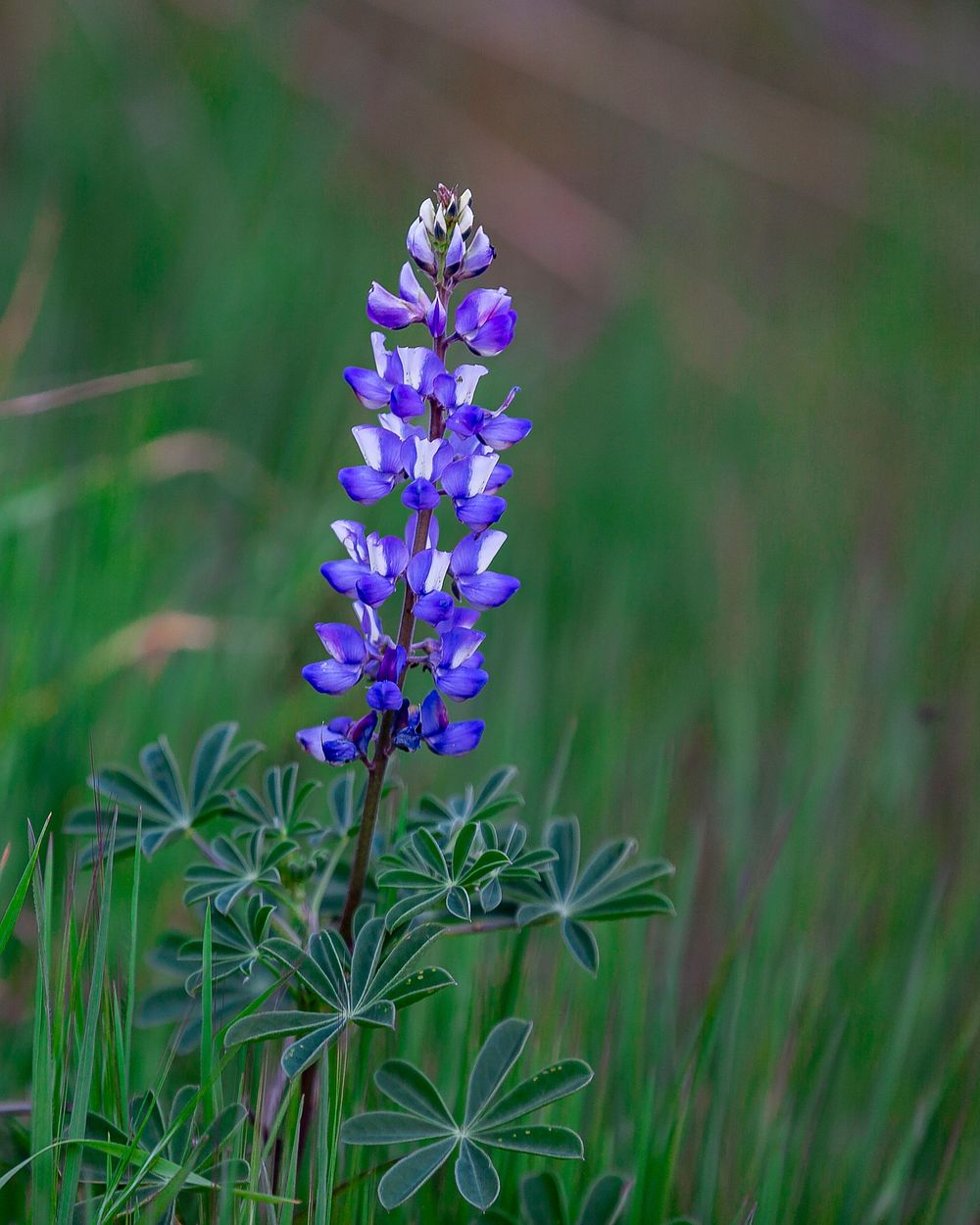 Wildflowers at Cheeseboro | Free Photo - rawpixel