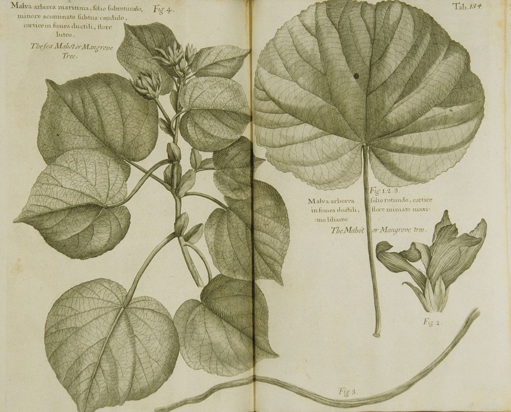 Mahot or mangrove tree =: Malva aborea folio rotundoCollection: Images from the History of Medicine (IHM) Contributor(s):…