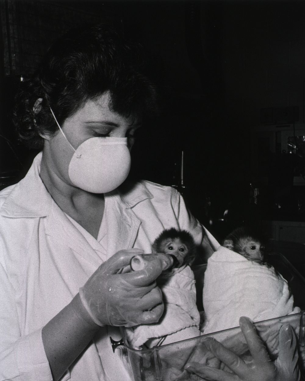 Female laboratory technician feeds baby monkeys. Showing baby monkeys being bottle-fed. Original public domain image from…