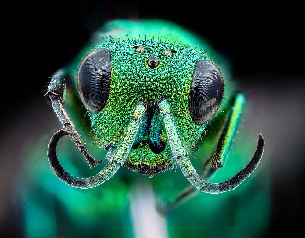 Chrysididae wasp face, bright green.