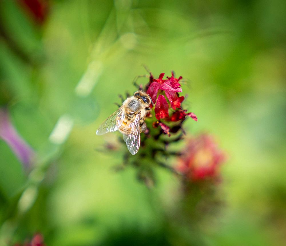 Bee & crimson clover at Indy Urban Acres. Original public domain image from Flickr