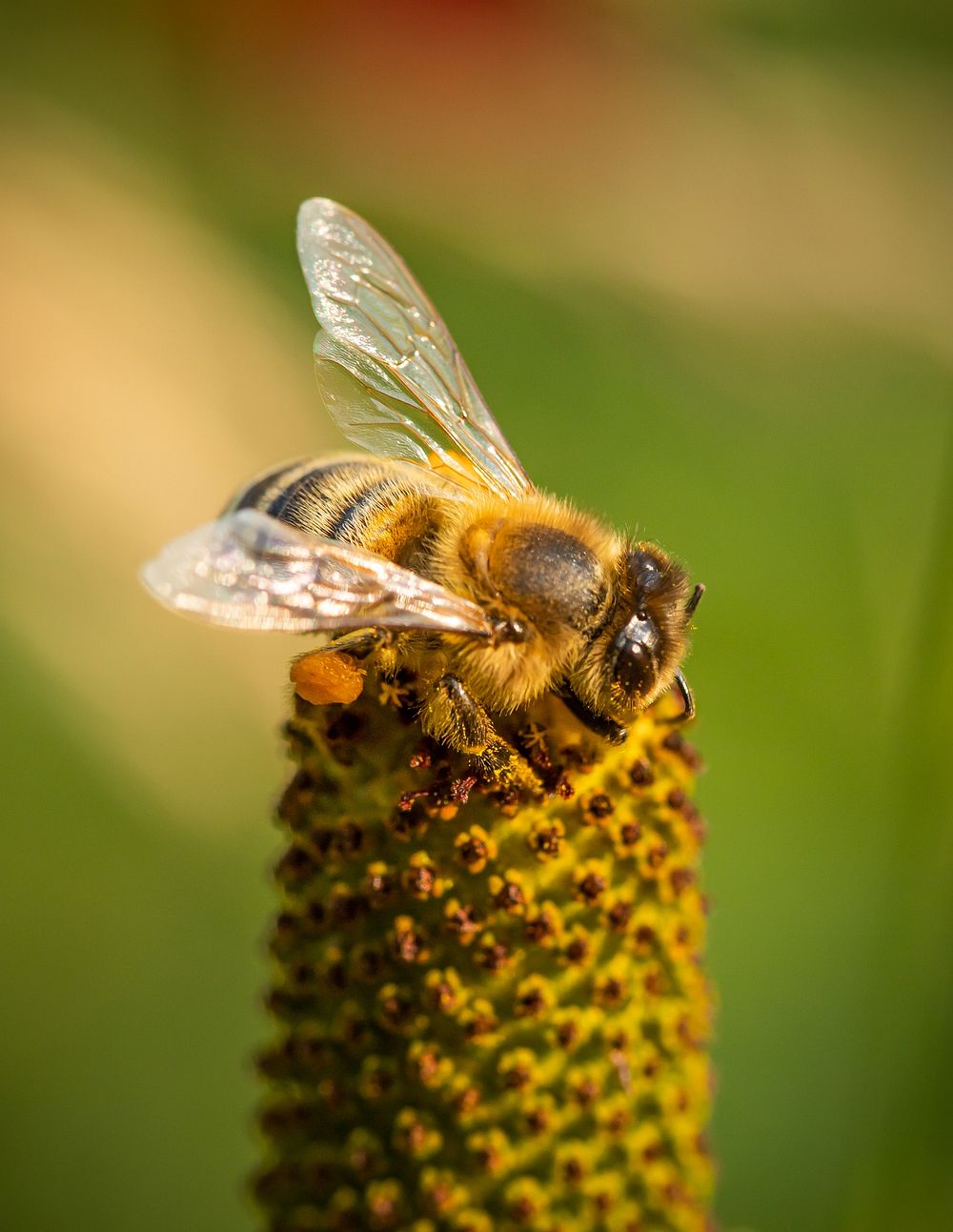 Honey bee on a Mexican Hat flower (Ratibida) in a wildflower pollinator meadow. Original public domain image from Flickr