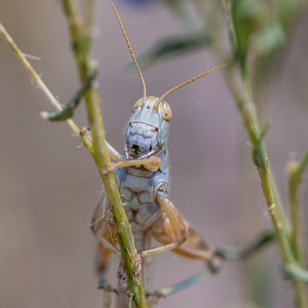 Migratory grasshopper, closeup shot. Original public domain image from Flickr