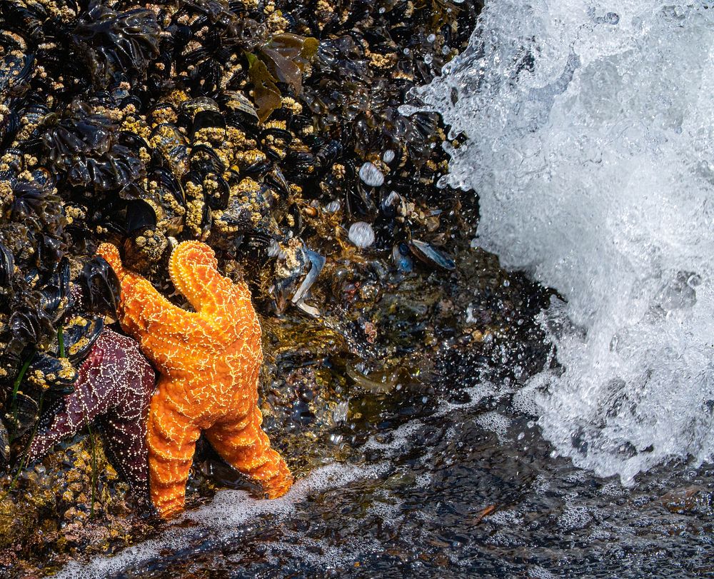 Orange sea star, marine life. Original public domain image from Flickr