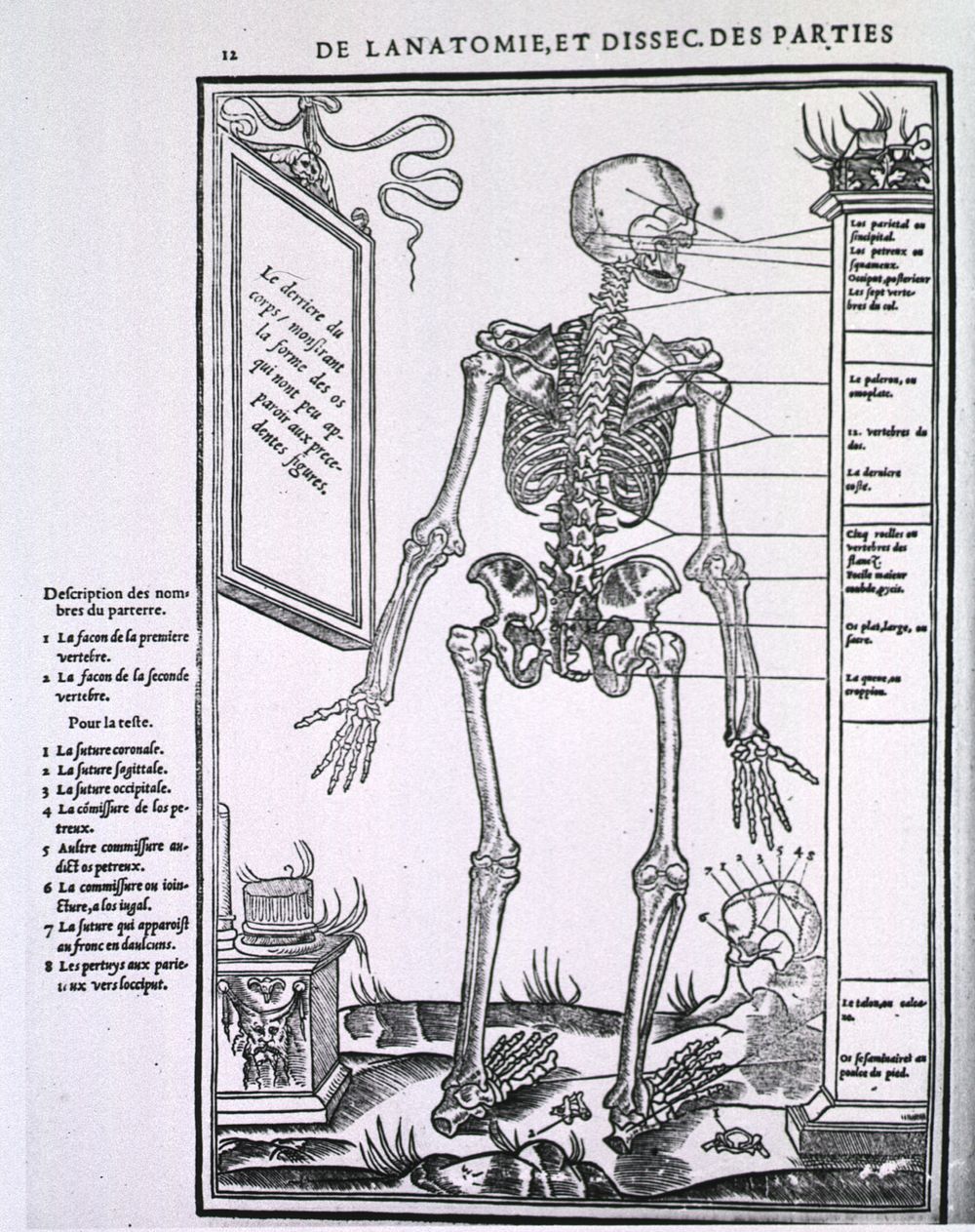 Anatomy of a SkeletonCollection:Images from the History of Medicine (IHM) Author(s):Estienne, Charles, 1504-approximately…
