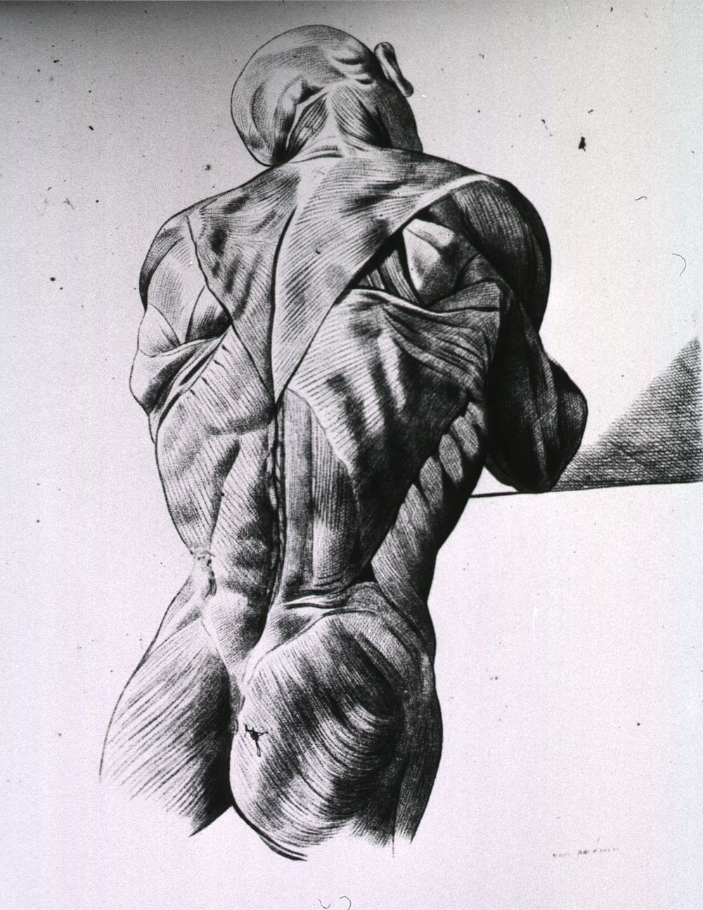 Musculature of the human body, vintage drawing.