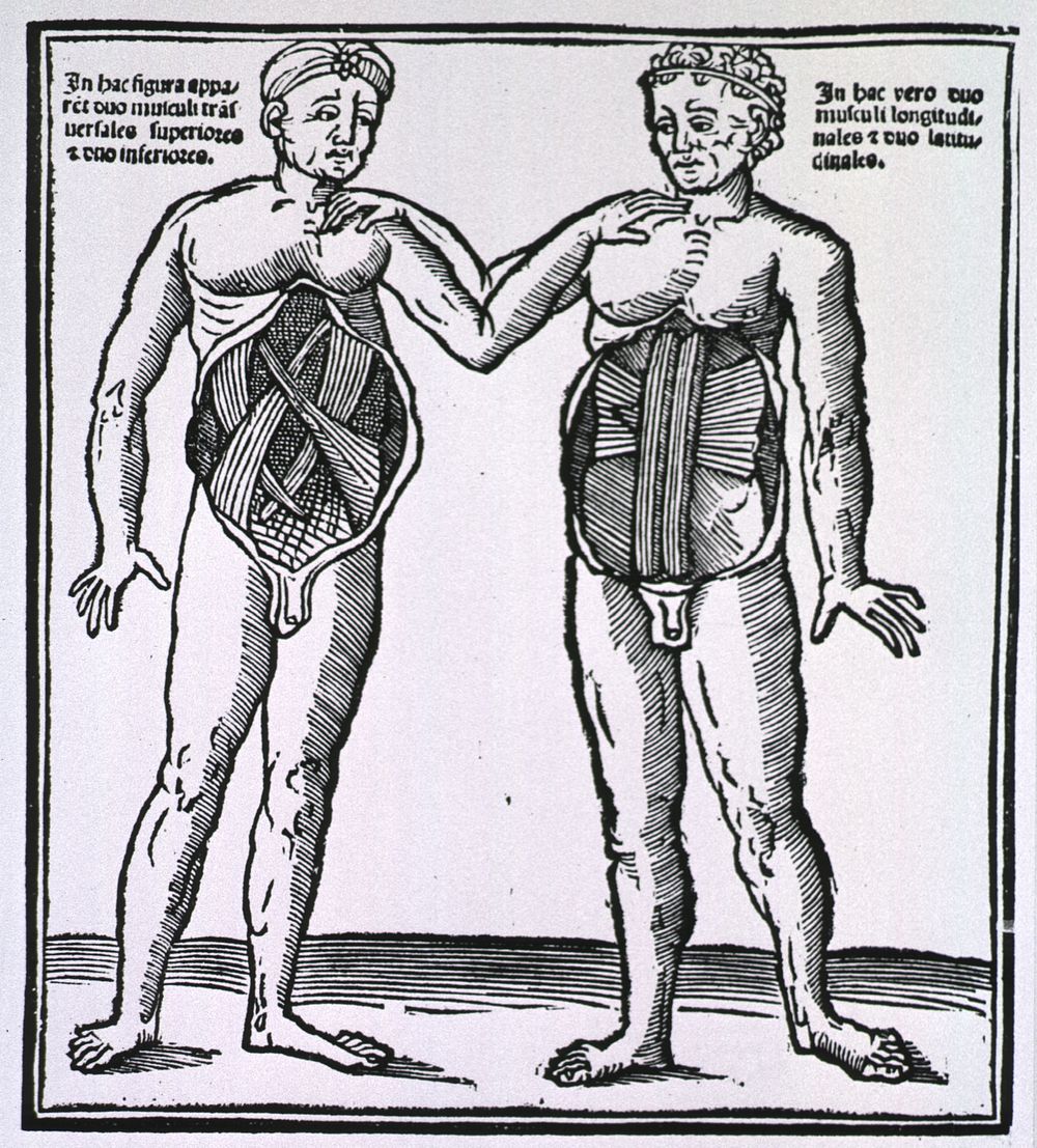 Abdominal musclesCollection: Images from the History of Medicine (IHM) Author(s): Petrus, ca. 1250-ca. 1315, author. de…