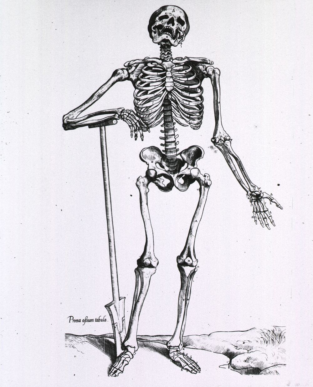 Human skeleton vintage drawing.