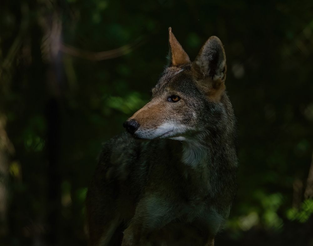 Profile photo of Jasper, father of the red wolf puppies.