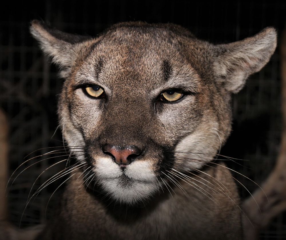 Female mountain lion. Original public domain image from Flickr