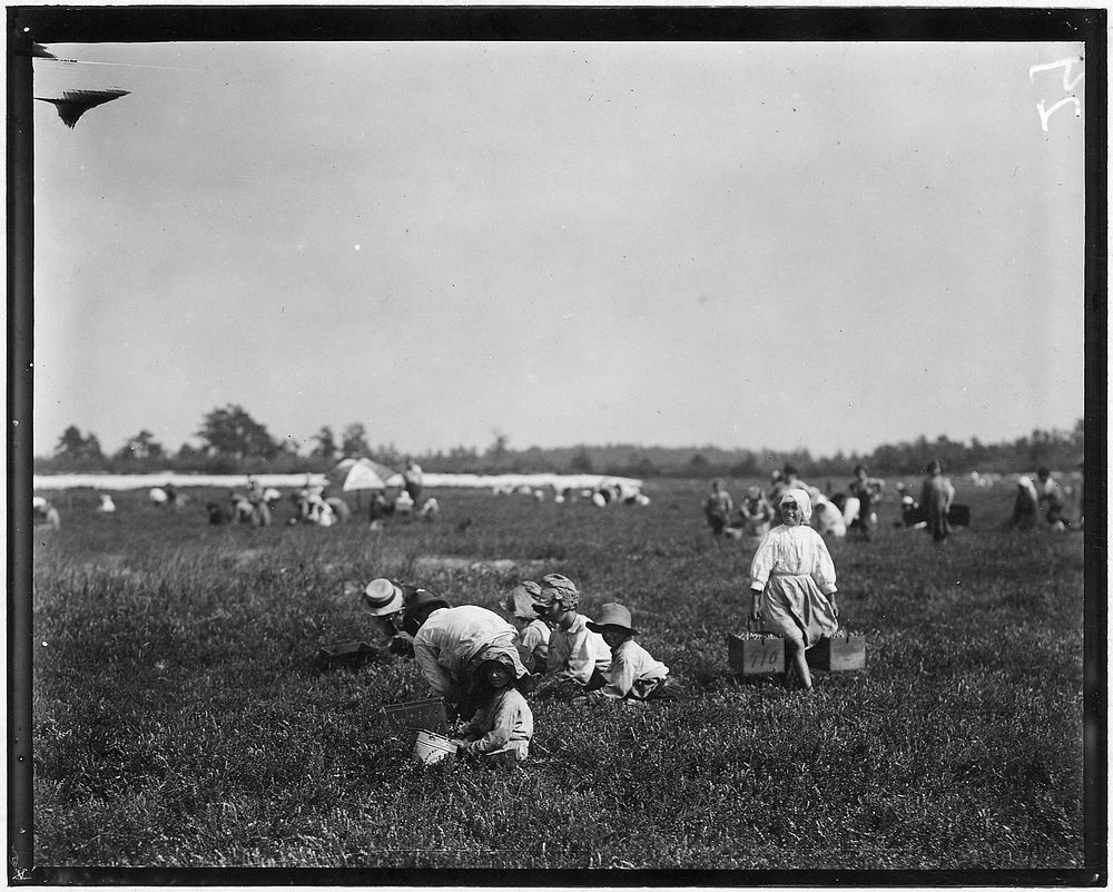 Teresa Lerre, 5 years old, Philadelphia, is a cranberry picker. The father and four children are picking, September 1910.…